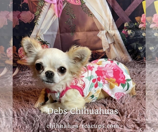 Medium Photo #1 Chihuahua Puppy For Sale in TRACY, CA, USA