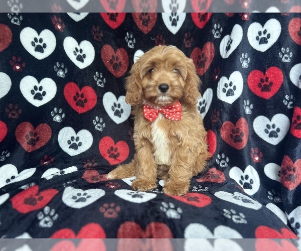 Medium Photo #1 Cavapoo Puppy For Sale in LAKELAND, FL, USA