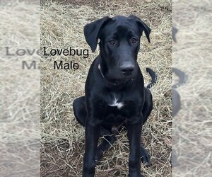 Great Dane-Unknown Mix Dogs for adoption in Bullard, TX, USA