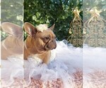 Small Photo #1 French Bulldog Puppy For Sale in MANHATTAN, NY, USA