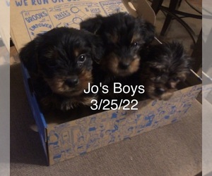 Yorkshire Terrier Puppy for sale in ERWIN, TN, USA