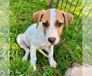 Anna ~ meet me! - Female Bogle Dog for Adoption - Photo #3