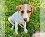 Small Photo #3 Bogle Puppy For Sale in Southbury, CT, USA