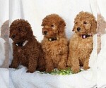 Small Photo #2 Goldendoodle-Poodle (Standard) Mix Puppy For Sale in LEOLA, PA, USA