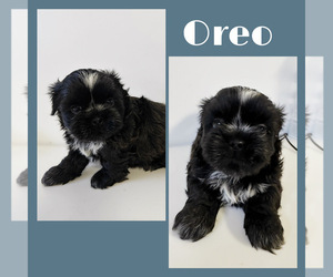 Shih Tzu Puppy for sale in WINTER HAVEN, FL, USA