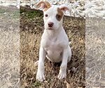Small Photo #1 American Pit Bull Terrier-Jack Russell Terrier Mix Puppy For Sale in Hillsboro, MO, USA
