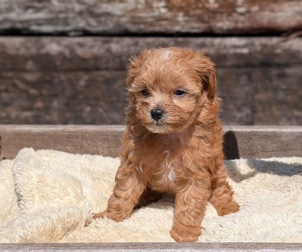 Medium Photo #5 Cavapoo (Miniature) Puppy For Sale in GOSHEN, IN, USA