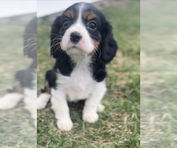 Full screen Photo #2 Cavalier King Charles Spaniel Puppy For Sale in NILES, MI, USA