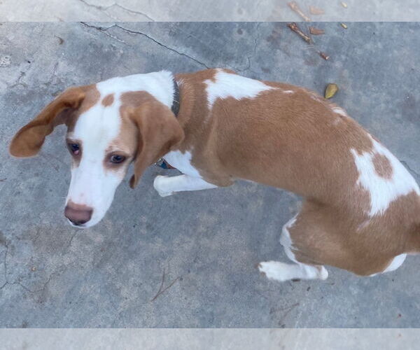 Medium Photo #4 Beagle Puppy For Sale in Apple Valley, CA, USA