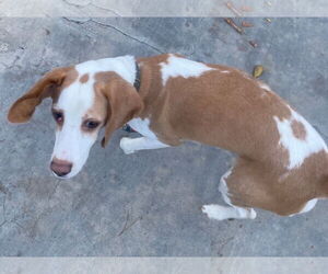 Tobi - Male Beagle Dog for Adoption - Photo #4