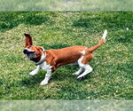 Small #3 Basset Hound