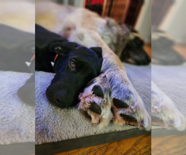 Medium Photo #3 Great Dane Puppy For Sale in Bullard, TX, USA