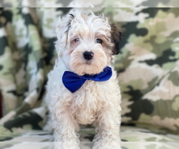 Medium Photo #3 Maltipoo Puppy For Sale in LAKELAND, FL, USA