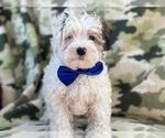 Small Photo #3 Maltipoo Puppy For Sale in LAKELAND, FL, USA