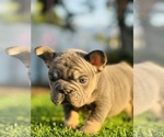 Small #17 French Bulldog
