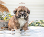 Small Photo #24 Aussiedoodle Miniature  Puppy For Sale in MILLERSBURG, OH, USA