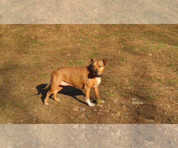 Medium Photo #2 Staffordshire Bull Terrier-Unknown Mix Puppy For Sale in Pittstown, NJ, USA