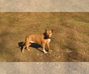 Faith - Female Staffordshire Bull Terrier-Unknown Mix Dog for Adoption - Photo #2