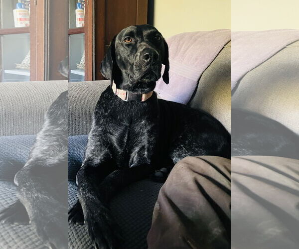 Medium Photo #5 German Shorthaired Pointer Puppy For Sale in Columbus, IN, USA