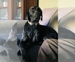 Small #4 German Shorthaired Pointer