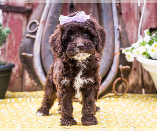 Medium Photo #5 Cockapoo Puppy For Sale in WAKARUSA, IN, USA