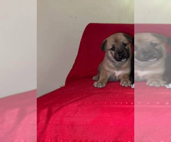 Medium Photo #1 American Pit Bull Terrier-German Shepherd Dog Mix Puppy For Sale in DETROIT, MI, USA