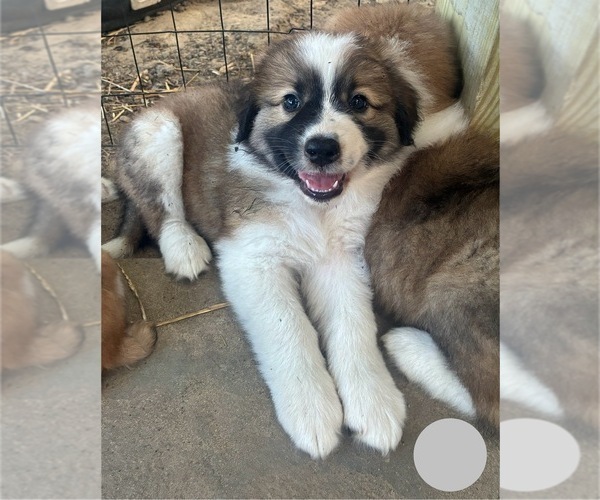 Medium Photo #11 Australian Shepherd-Great Pyrenees Mix Puppy For Sale in LUCAMA, NC, USA