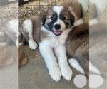 Small Photo #11 Australian Shepherd-Great Pyrenees Mix Puppy For Sale in LUCAMA, NC, USA