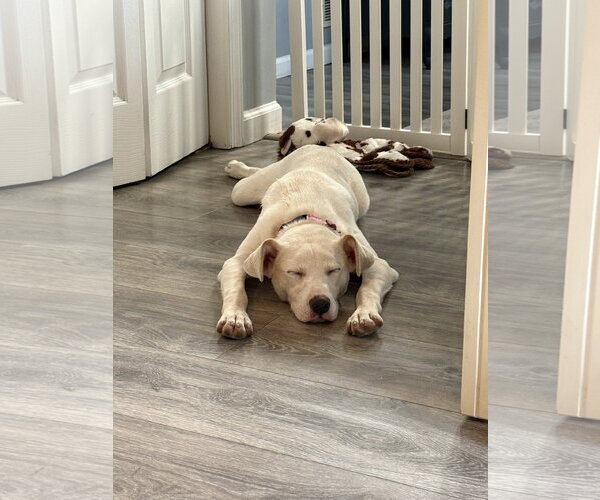 Medium Photo #8 Labrador Retriever-Unknown Mix Puppy For Sale in Oakhurst, NJ, USA