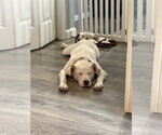 Small #7 Labrador Retriever Mix