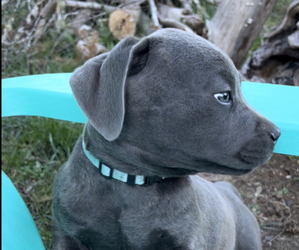 Cane Corso Puppy for sale in BROOKINGS, OR, USA