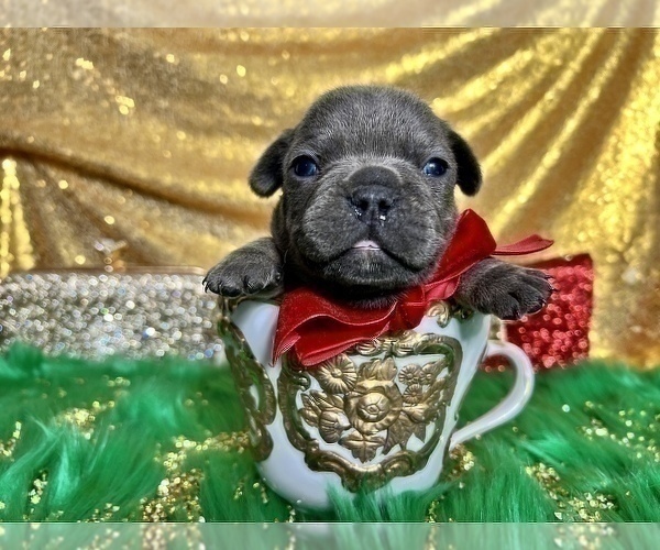 Medium Photo #84 French Bulldog Puppy For Sale in HAYWARD, CA, USA