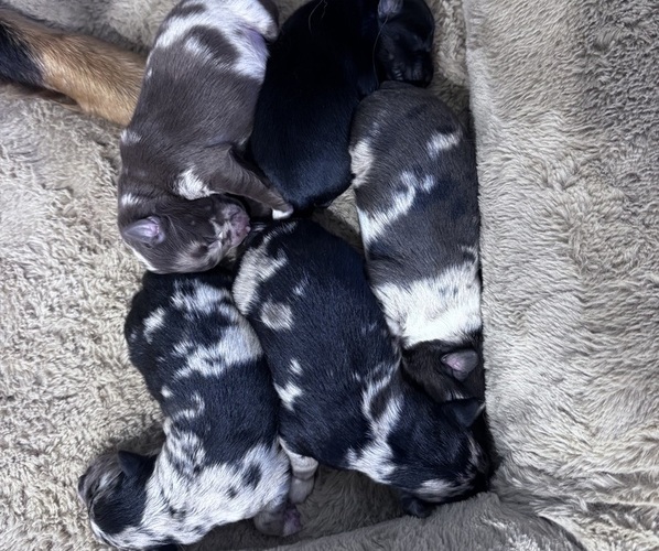 Medium Photo #2 Australian Shepherd Puppy For Sale in CHRISTIANA, TN, USA