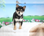 Small Photo #6 Shiba Inu Puppy For Sale in CHICAGO, IL, USA