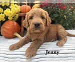 Puppy JENNY Goldendoodle