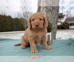 Puppy Jason Miniature Labradoodle