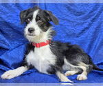 Small #4 Jack Russell Terrier Mix