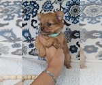 Puppy Teenie Yoranian