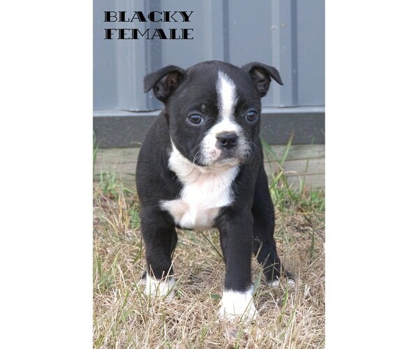 Medium Photo #2 Boston Terrier Puppy For Sale in CLARE, MI, USA