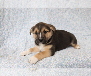Mutt Puppy for sale in SHILOH, OH, USA