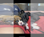 Small Photo #2 Boxer Puppy For Sale in TOMBALL, TX, USA