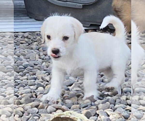 Medium Photo #4 Shih Tzu-Unknown Mix Puppy For Sale in Peralta, NM, USA