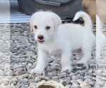 Small #3 Shih Tzu Mix