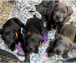 Small Photo #1 Cane Corso Puppy For Sale in ADELANTO, CA, USA