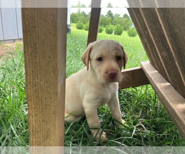 Medium Photo #7 Labrador Retriever Puppy For Sale in SENECA, KS, USA