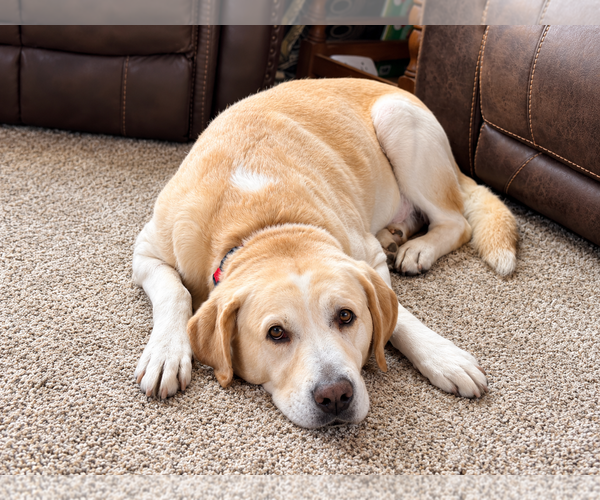 Medium Photo #2 Labrador Retriever-Unknown Mix Puppy For Sale in Clovis, CA, USA