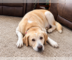 Small Photo #2 Labrador Retriever-Unknown Mix Puppy For Sale in Clovis, CA, USA