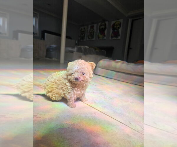 Medium Photo #2 Poodle (Miniature)-Unknown Mix Puppy For Sale in Brooklyn, NY, USA