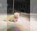 Small #1 Poodle (Miniature) Mix