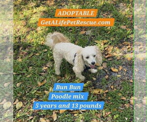 Poodle (Miniature)-Unknown Mix Dogs for adoption in Plantation, FL, USA
